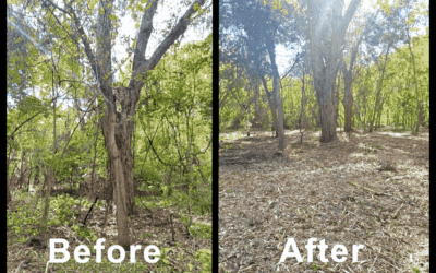 What Is Forestry Mulching? How It Works and When to Use It