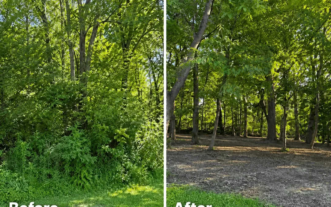 Buckthorn Removal in Chicago Suburbs